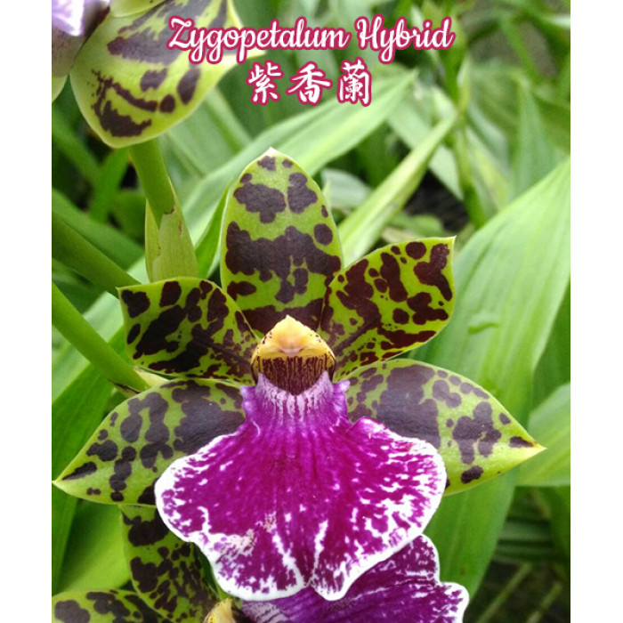 Онцидiум (Zygopetalum Hybrid)