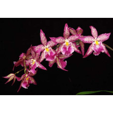 Bllra. Patricia Mc Cully