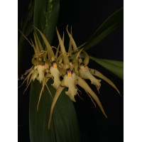 Brs. Lanceana