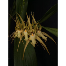 Brs. Lanceana