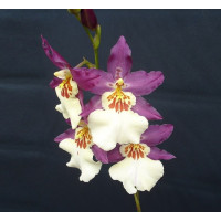 Burr. Guann Shin Pink Lady