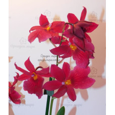 Burrageara Nelly Isler