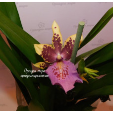 Miltonia Hybrid 1