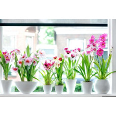 Miltonia Mix