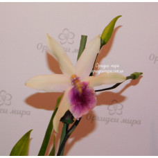 Miltonia Regnellii