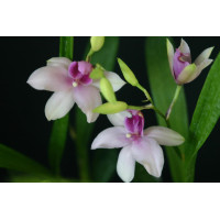 Miltonia Strawberry Ice