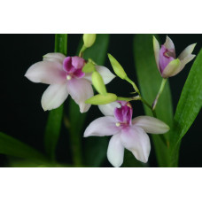 Miltonia Strawberry Ice