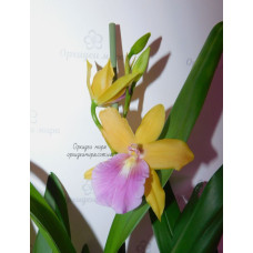Miltonia Sunset взрослые