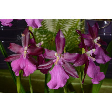 Miltonia x Bluntii