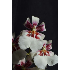 Miltonidium Bartley Schwarz alba