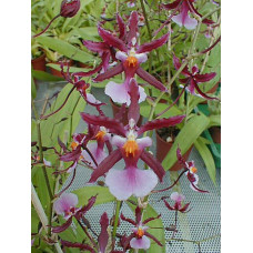 Miltonidium Katrin Zoch