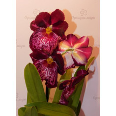 Miltoniopsis Celle Wasserfall Miltoniopsis Celle Wasserfall