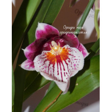 Miltoniopsis Hybrid 1 Miltoniopsis Hybrid 1