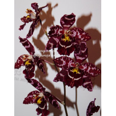 Odontioda Stribic Red