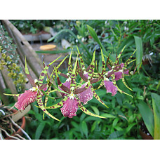 Odontobrassia Billabong Celle