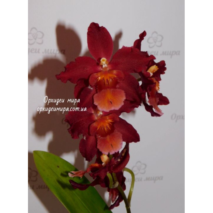 Онцидiум (Odontoglossum Alkmaar)