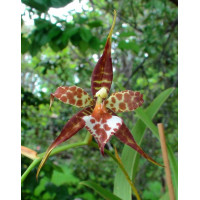 Odontoglossum Cordatum
