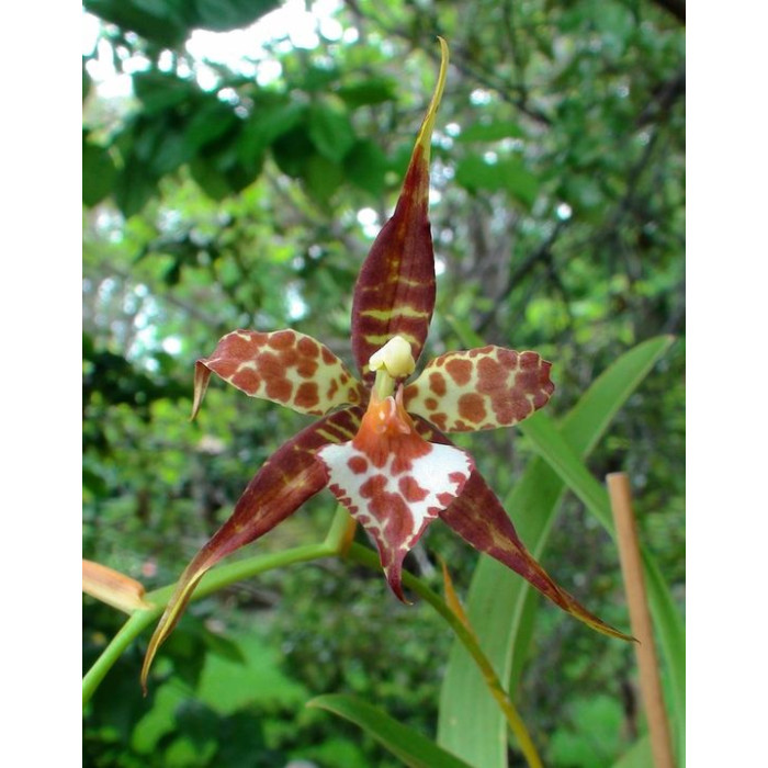 Онцидiум (Odontoglossum Cordatum)