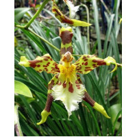 Odontoglossum Hallii