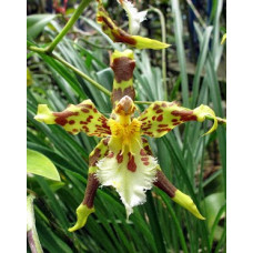Odontoglossum Hallii