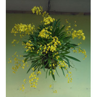 Onc. Cheirophorum