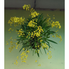 Onc. Cheirophorum