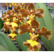Onc. Crispum var. Grandiflorum