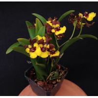 Onc. Croesus