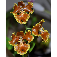 Onc. Forbesii