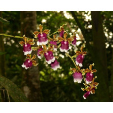 Onc. Fuscatum
