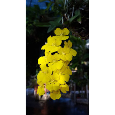 Onc. Onustum