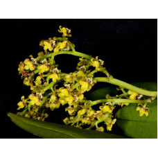 Onc. Pumilum