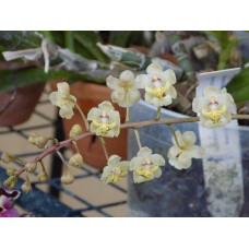 Onc. Stramineum