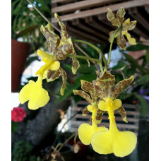 Onc. Unguiculatum