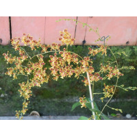 Onc. Zelenkoanum