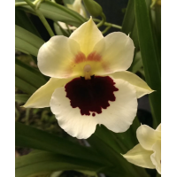 Mmt. Zorro Yellow Delight