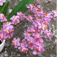 Onc. Tsiku Marguerite Chian-Tzy Dragon№1