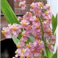 Onc. Tsiku Marguerite Chian-Tzy Glory