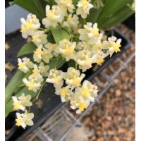 Onc. Twinkle White Strong