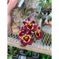 Tolu. Jairak Firm Hickory Tolu. Jairak Firm Hickory