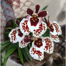 Tolu. Jairak Firm Mocha Dot