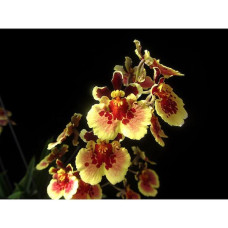 Tolu. Jairak Flyer Brown Corona