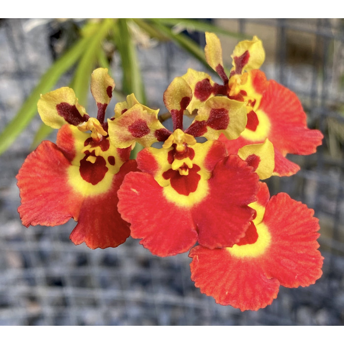 Онцидiум (Jairak Flyer Carrot) Онцидiум (Jairak Flyer Carrot)