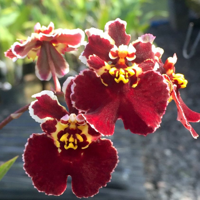 Онцидiум (Jairak Flyer Magic) Онцидiум (Jairak Flyer Magic)