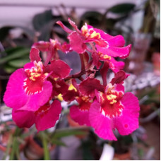 Tolu. Jairak Flyer Red Corona