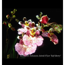 Tolu. Jairak Flyer Soft Berry