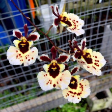 Tolu. Jairak Flyer White Beauty