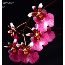 Tolu. Jairak Rainbow Soft Pink