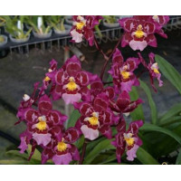 Zed. Hwuluduen Ruby Gem Diana