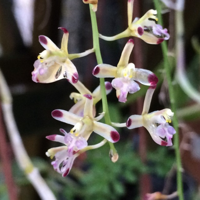 Acriopsis Javanica